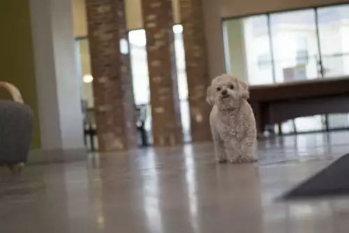 S Bed The Domain at Columbia 8