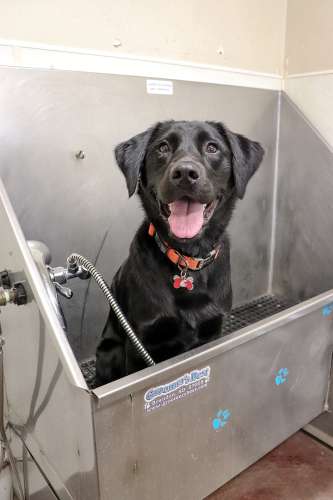 S Bed Birch Hills Apartments 52