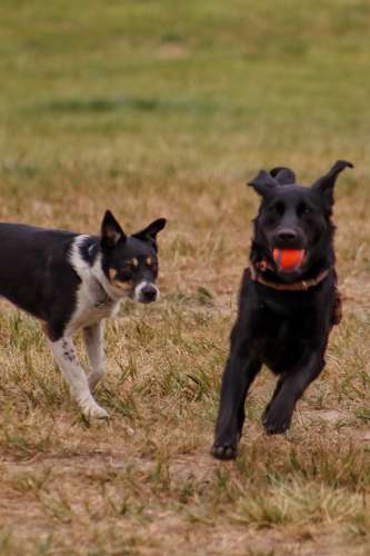 S Bed Birch Hills Apartments 51